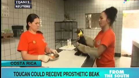 Costa Rica: Toucan could receive prosthetic beak