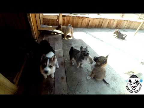 9 მარტი / 9 Mach