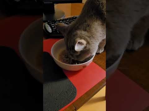 25 июня 2022 г. Кошка Соня ест корм для котят 🍲 💢 PERFECT FIT👍