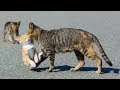 「かわいい猫」 笑わないようにしようとしてください - 最も面白い猫の映画 #364