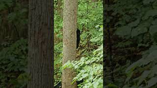 Black Bear Cubs learning to climb trees