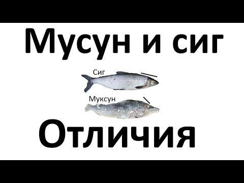 Муксун и сиг - чем отличается рыба