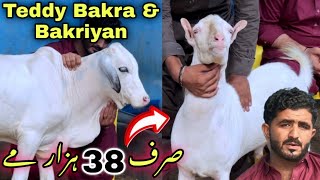 🍀 Aslam Goat Farm Top Quality Teddy Bakriyan & Qurbani 2027 Ka Janwer Le Aya ❤️