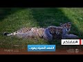 تفاعلكم بعد انقراضه 40 سنة الفهد الصياد مجددا في السعودية تفاعلكم بعد انقراضه 40 سنة الفهد الصياد مجددا في السعودية