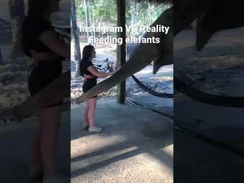 Instagram VS Reality Kids Feeding Elefants Travel Thailand Shorts Instagram 