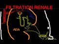  filtration renale explique clairement  super intro a la physio renale