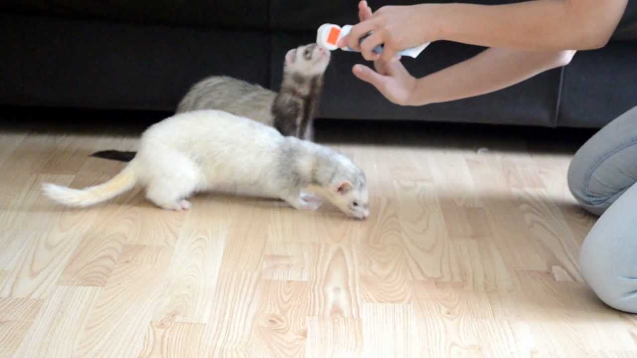 Training techniques for socializing pet ferrets