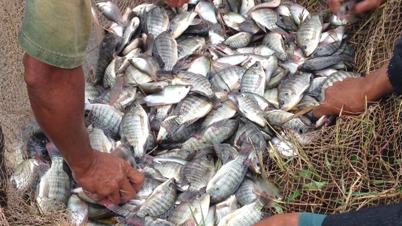 khmer net fishing 2017 AMAZING Net Fishing in Cambodia-Traditional net fishing-Amazing Viral Videos -cast net fishing