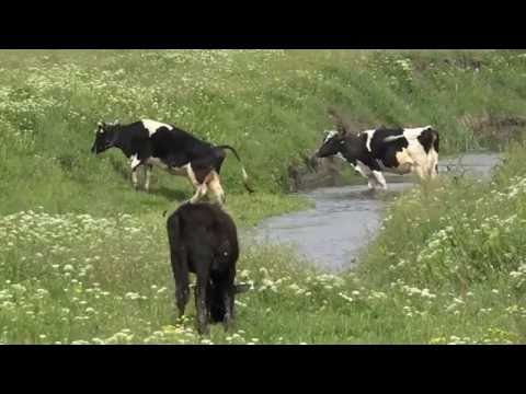 Корова Видео для детей