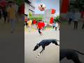 Kolhapur dog race || dog res || Dog racing kolhapur || #shorts