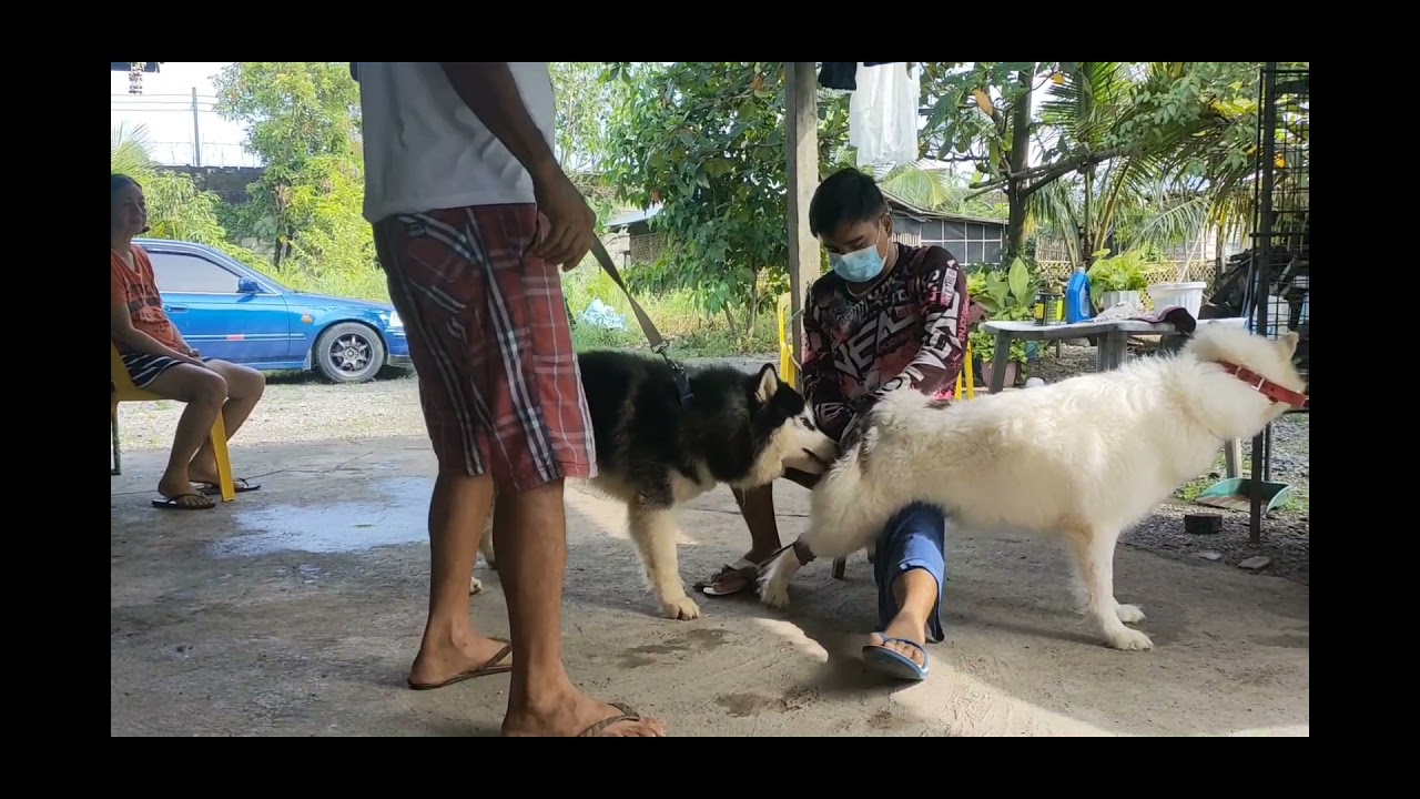 Almighty Kronos Strikes again! husky stud session! permission to stud 😁