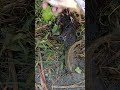 Pipe Fishing traditional video 2025 ep-15 #fishing #carpfishing #fish