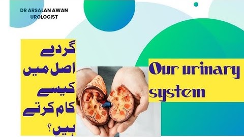 Human urinary system explained with 3D animation video.