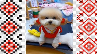 Funny dogs 2024   Curious antics of animals   ❤ #170