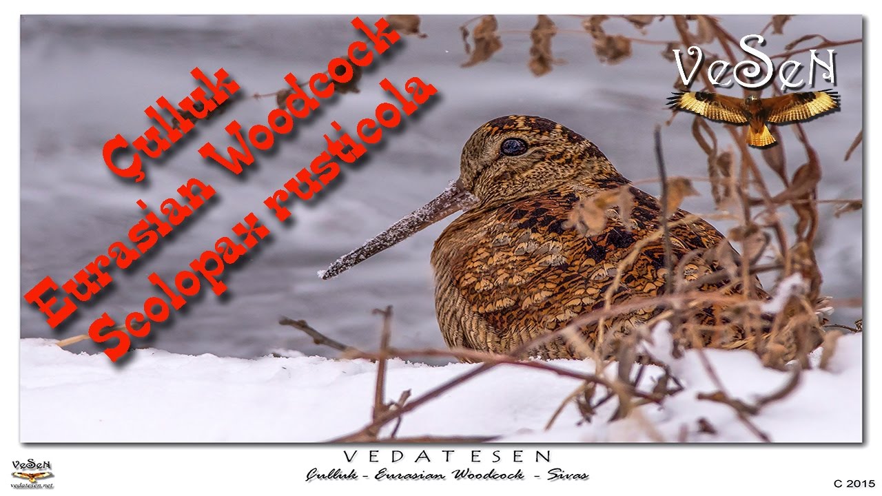 Çulluk Eurasian Woodcock Scolopax rusticola - YouTube