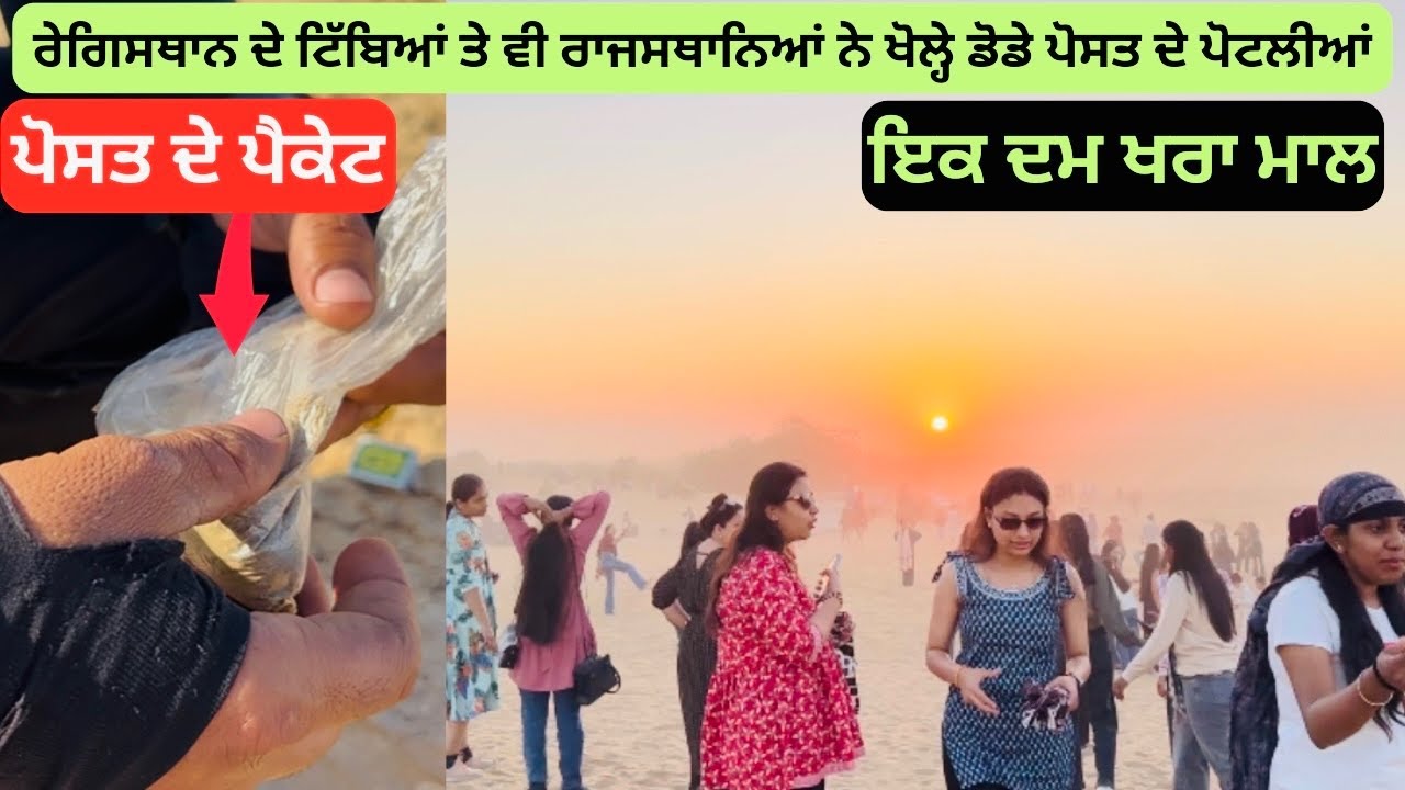 ਰੇਗਿਸਥਾਨ ਦੇ ਟਿੱਬਿਆਂ ਤੇ ਵੀ ਰਾਜਸਥਾਨਿਆਂ ਨੇ ਖੋਲ੍ਹੇ ਡੋਡੇ ਪੋਸਤ ਦੇ ਪੋਟਲੀਆਂ #minidubbi #sam #rajasthan