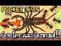 Pocket Ants #22 - ปะทะโคตรแมงป่องหางแส้!! [ เกมส์มือถือ ]