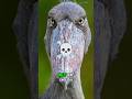 Scary Zoo Bird #shoebill #scary #animals #facts  #shorts
