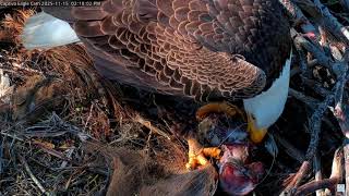 Captiva Eagles Fish Line And Hook On The Nest. Clive Avoids It11-15-2025