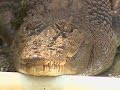 AP: Crocodile Bites Aussie Golfer Looking for Ball