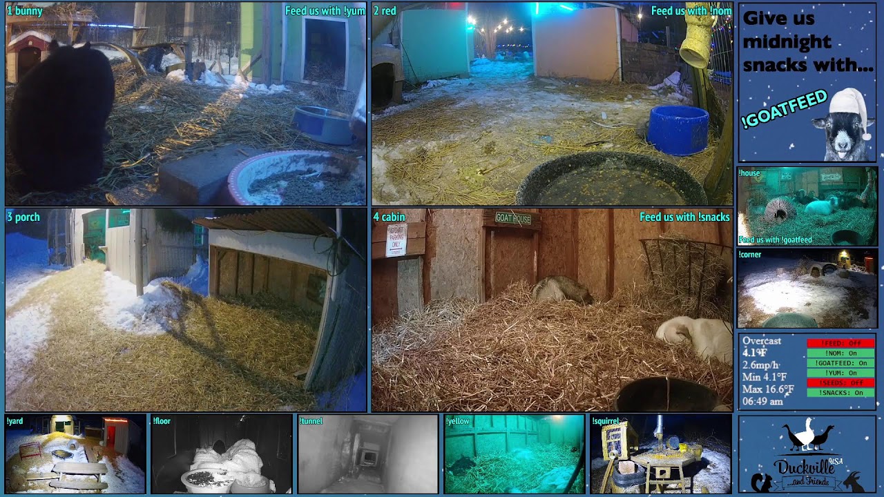 FREE DAILY FEED - Relax with ducks, goats, pups, squirrels, bunnies and other animals!