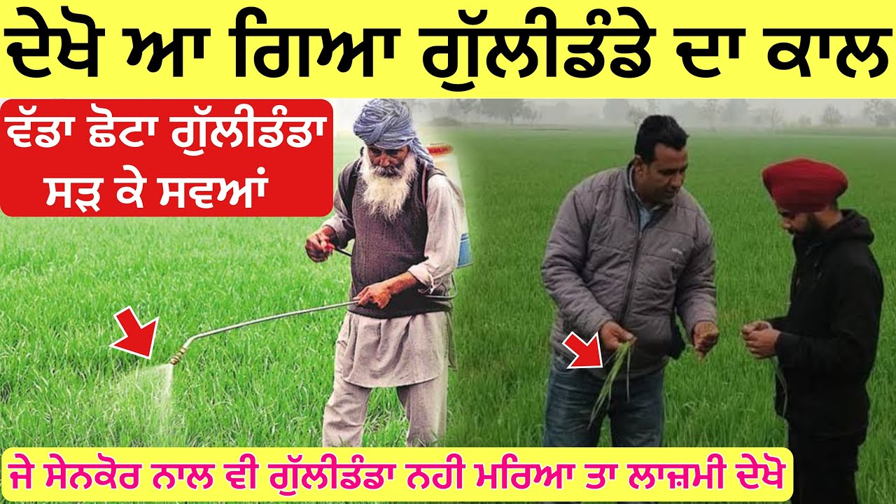 ਦੇਖੋ ਗੁੱਲੀਡੰਡੇ ਦਾ ਕਾਲ ਵੱਡਾ ਛੋਟਾ ਗੁੱਲੀਡੰਡਾ ਨਾਲ ਦੀ ਨਾਲ ਖਤਮ | best spray for wheat weed control 