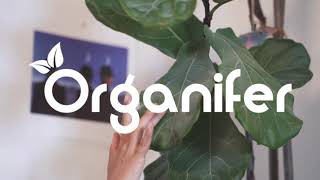 Geigenfeige Flssigdnger - 10 Liter  Organifer