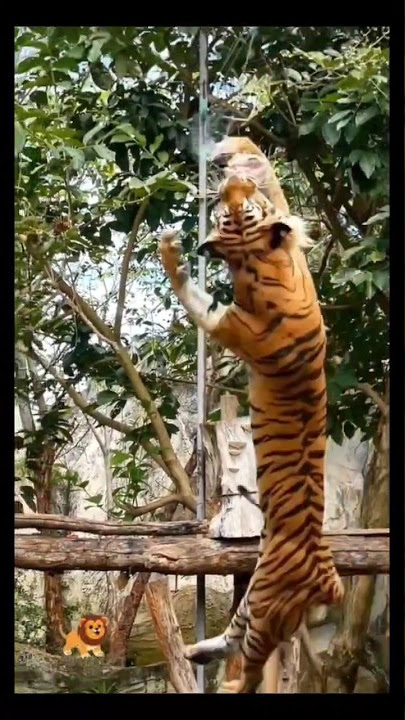 harimau 🐅🐅 terbang#menemukan #mencari #harimau @nemurandom