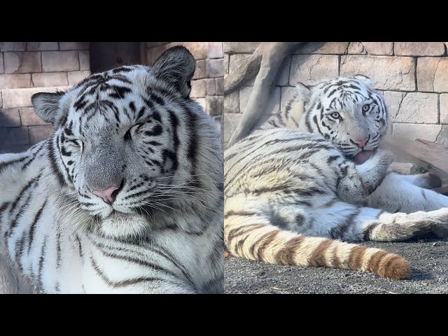 ほのぼのコタくんハクくん🐯12月22日 東武動物公園 ホワイトタイガー