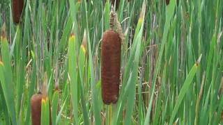 The Cattails That Don't Exist in NYC...