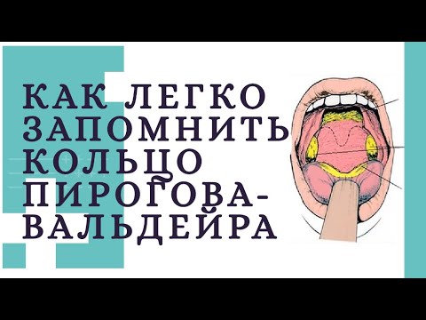 Как легко запомнить кольцо Пирогова-Вальдейра