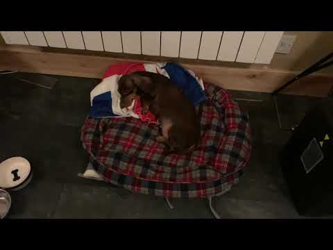 Honey won’t pee in the rain