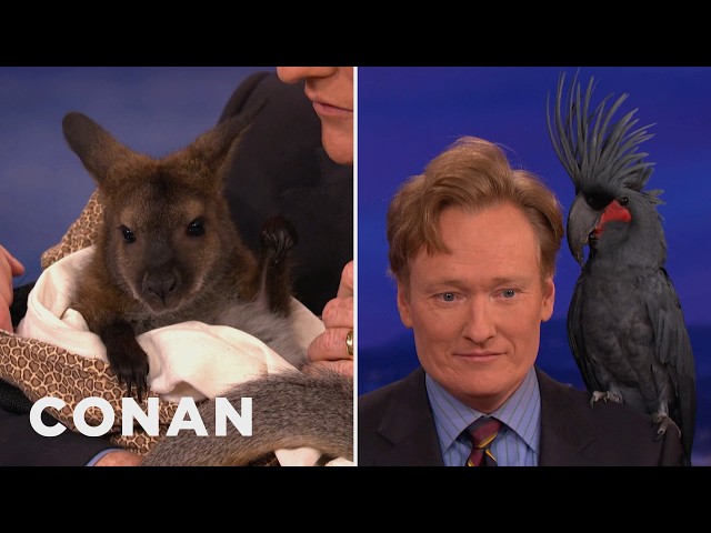 Video: Animal Expert David Mizejewski: Wallaby, Black Palm Cockatoo & More | CONAN on TBS
