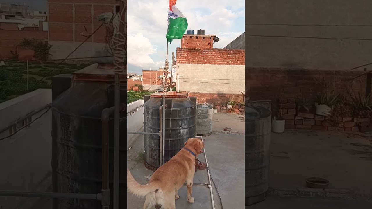 Happy independence day | 