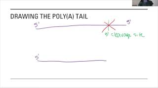 Tricky Topics: Pre mRNA Processing
