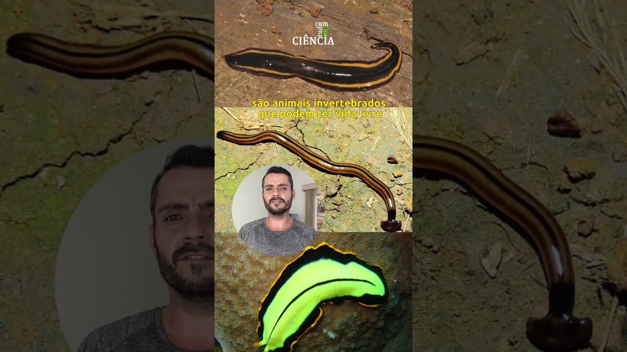 O que é um platelminto? 