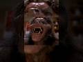 First Transformation An American Werewolf In London 1981 Recommended Movie 