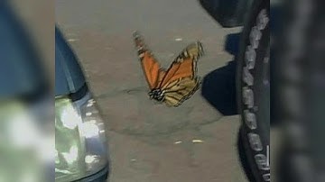 Tea Errors by Jack Stauber 《 s l o w e d + r e v e r b e d 》