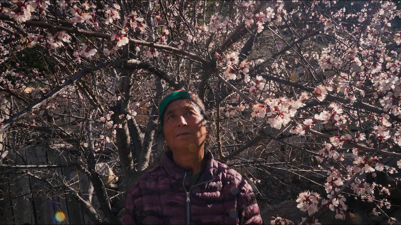 Surchu Bayu: A Himalayan folktale of a girl abducted by Eagles