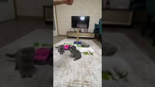 Paskal, Oskar, Tarçın, Pablo