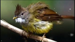 masteran cucak jenggot gacor super pedas