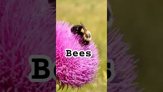 Bees, flowers and Life #teslacam #tesla  #Kentucky #nature #montage
