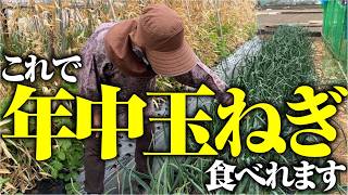 一年中自家栽培玉ねぎ食べ放題【ホーム玉ねぎ】【ソニック】【早生】【中晩生】