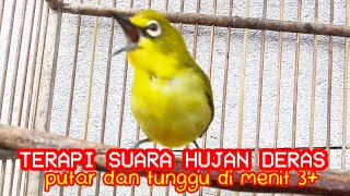 suara hujan deras untuk terapi segala jenis burung pleci