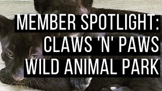 Member Spotlight: Claws 'N' Paws
