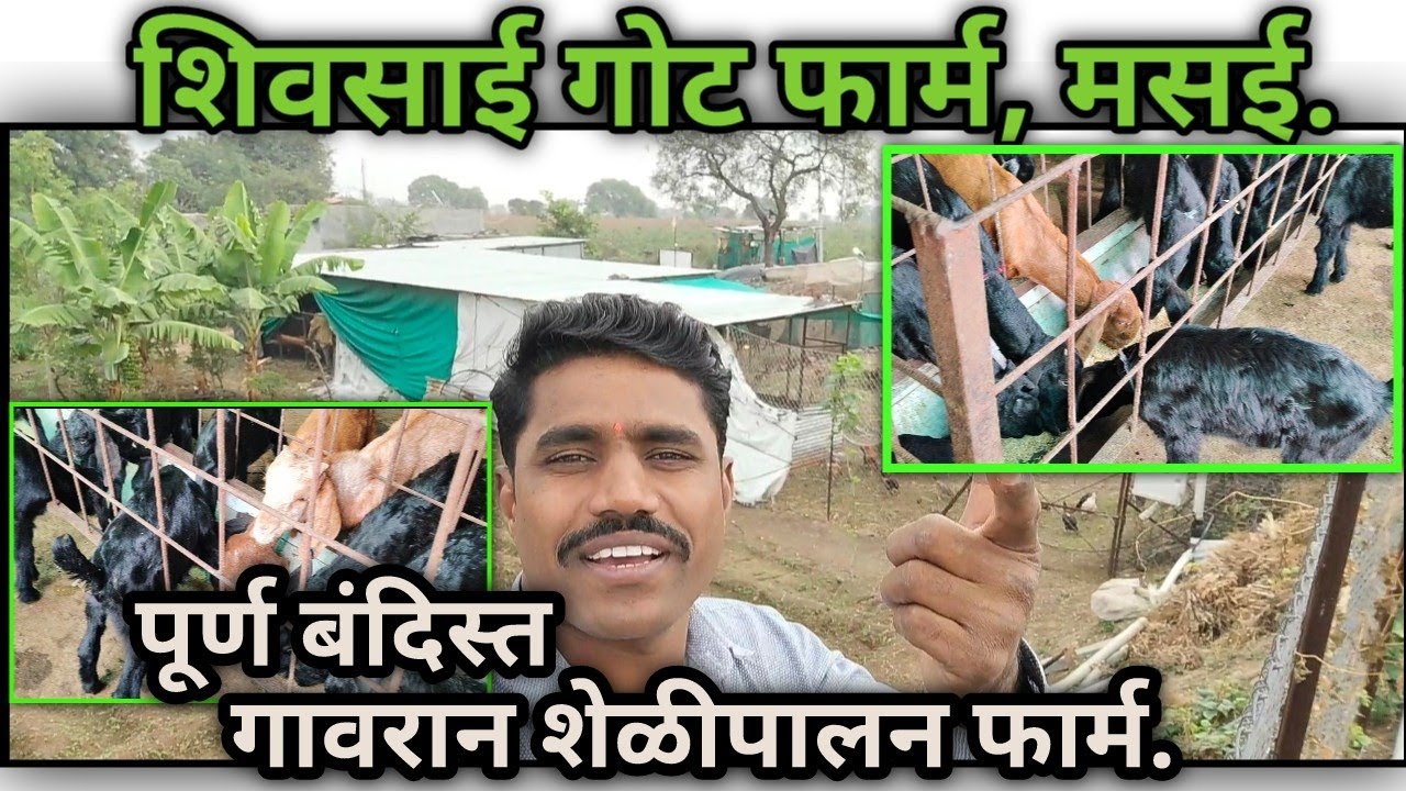 शिवसाई गोट फार्म, | पूर्ण बंदिस्त शेळीपालन फार्म. 
