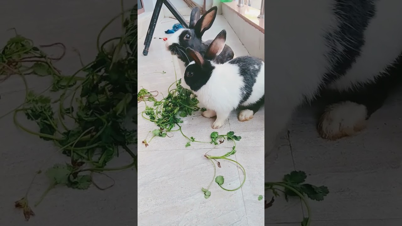 #rabbit