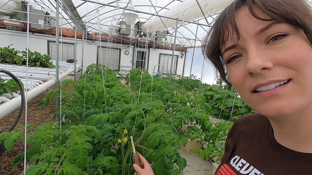 Pollinating Tomatoes, Harvesting Greens and a 100 Acre Greenhouse