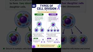cell division! mitosis vs meiosis!cell division in biology 🔥🔥🔥