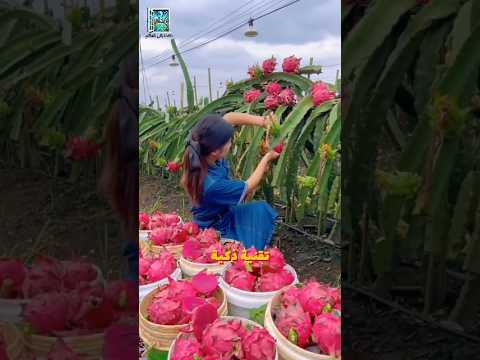 كيف تزيد هذه الأضواء إنتاج فاكهة التنين